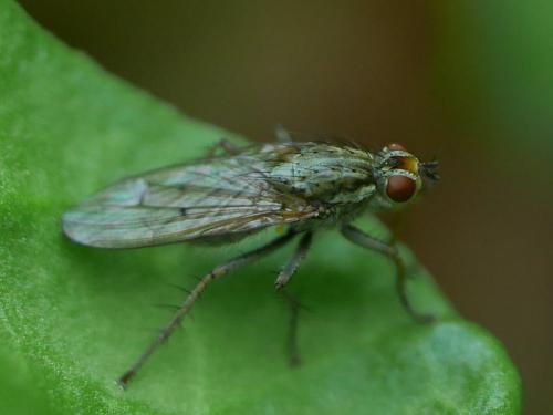 Scathophaga stercoraria